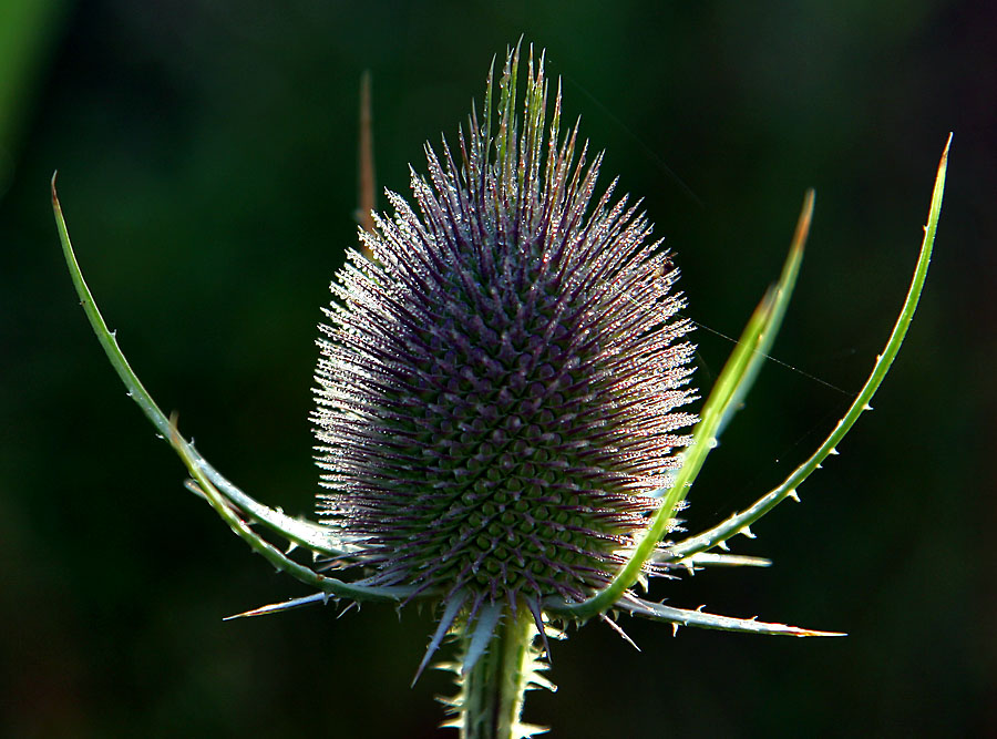 Fotografie von willhunt für DesignCrowd (Community Contests) | Design #8985698