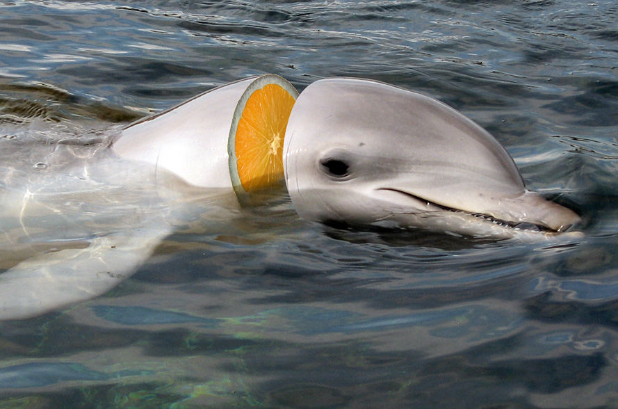 Photoshop Design by Nicky666 for DesignCrowd (Community Contests) | Design #8987220