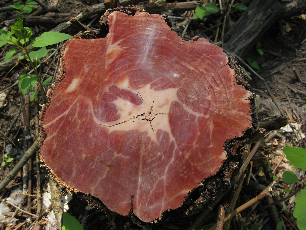 Photoshop Design by KillaThaWiz for DesignCrowd (Community Contests) | Design #8987251