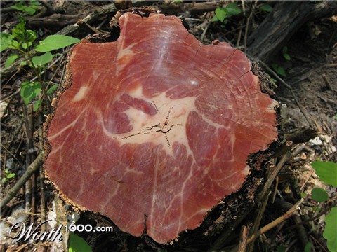 Photoshop Design by KillaThaWiz