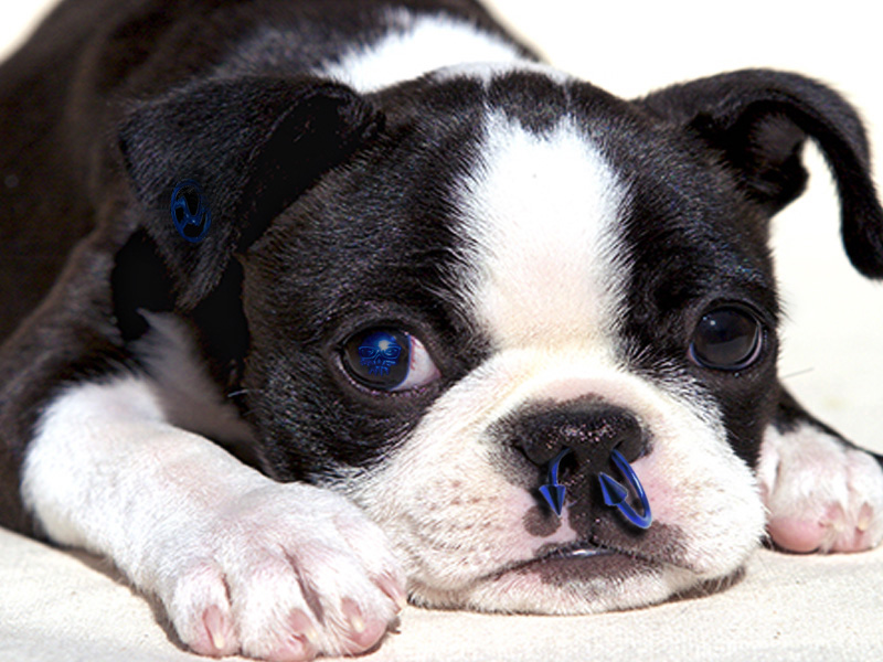 Photoshop Design by SeitNZounde for DesignCrowd (Community Contests) | Design #8992478