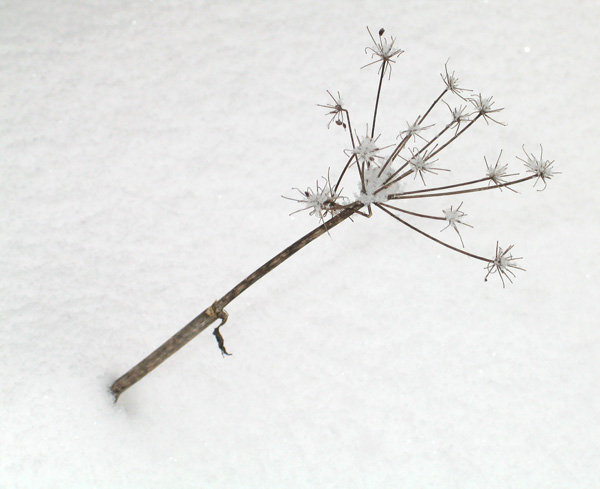 Photography by bilirubin for DesignCrowd (Community Contests) | Design #8997086