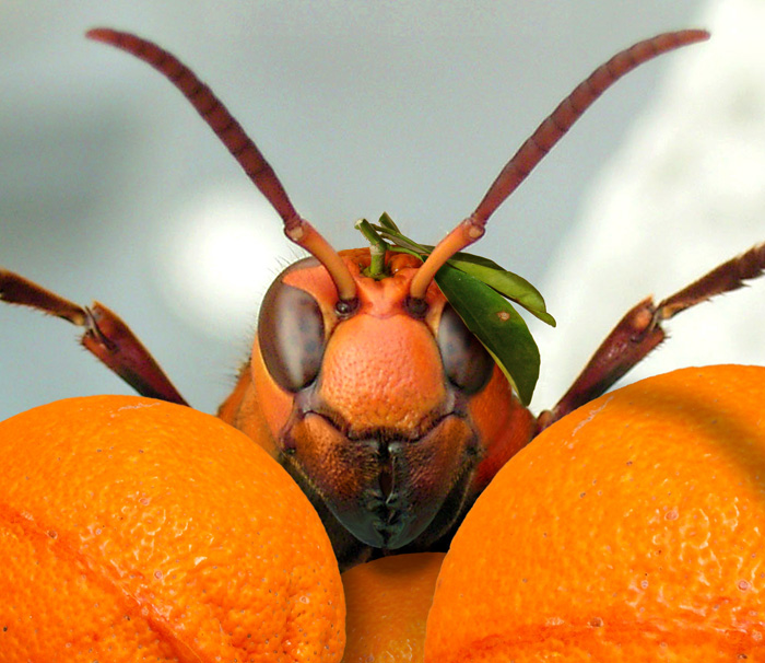 Photoshop Design by mzpresto for DesignCrowd (Community Contests) | Design #8992061