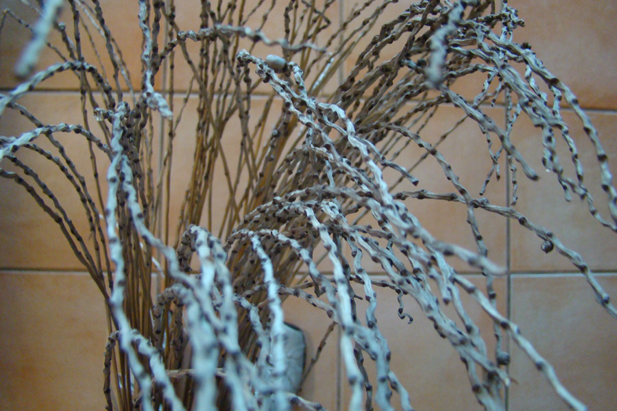 Photography by SallySmyth for DesignCrowd (Community Contests) | Design #8997080