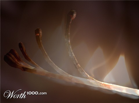 Photography by IvanColman