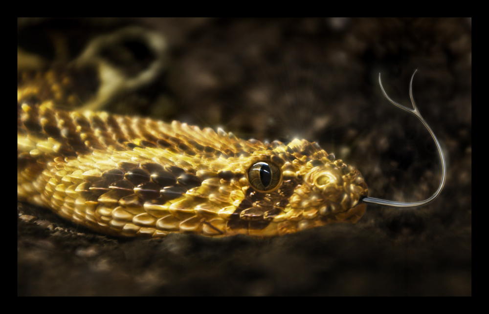 Photography by GoldenWreckedAngle for DesignCrowd (Community Contests) | Design #8994510