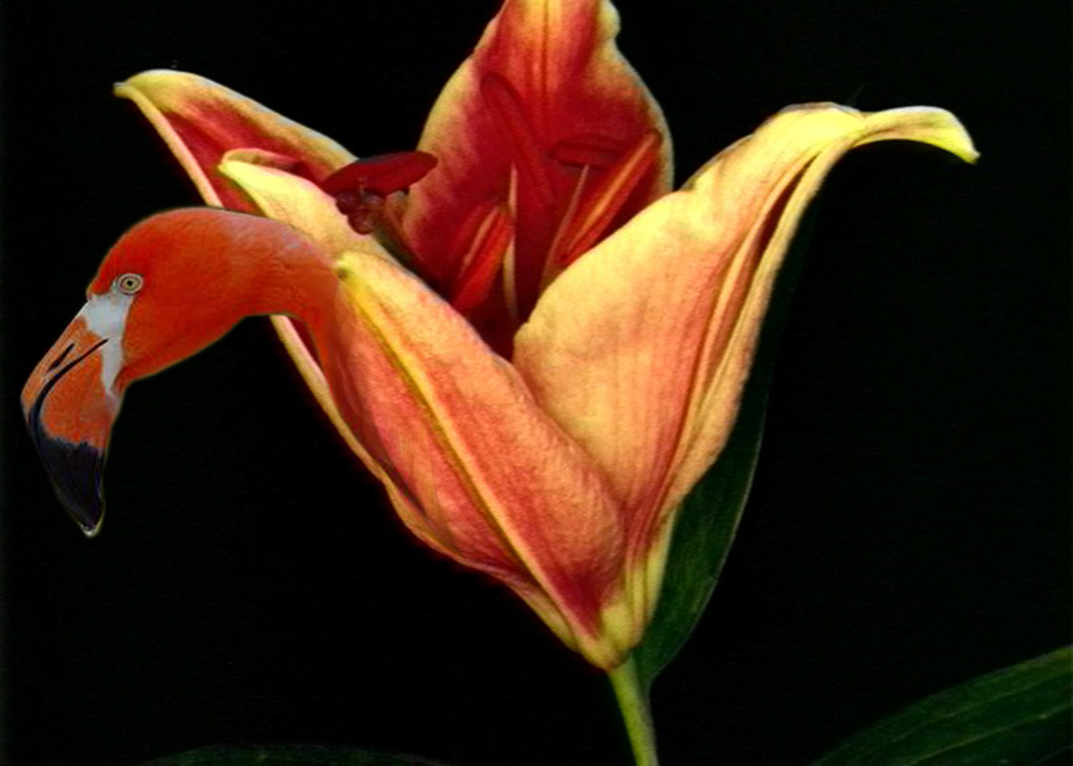 Photoshop Design by raginiroshni for DesignCrowd (Community Contests) | Design #8985596