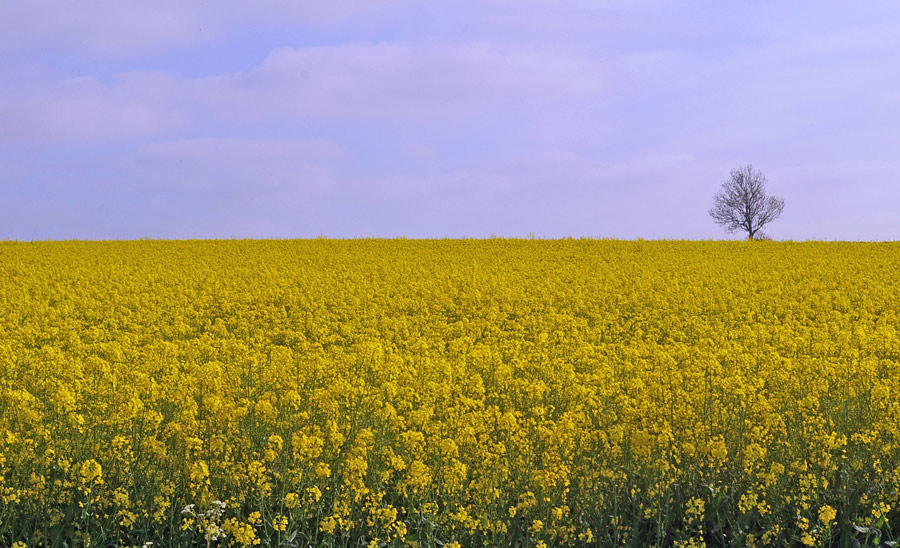 Photographie par Rvannith pour DesignCrowd (Community Contests) | Design #8996319