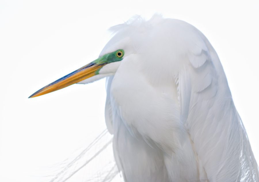 Photography by pinkfly for DesignCrowd (Community Contests) | Design #8987223