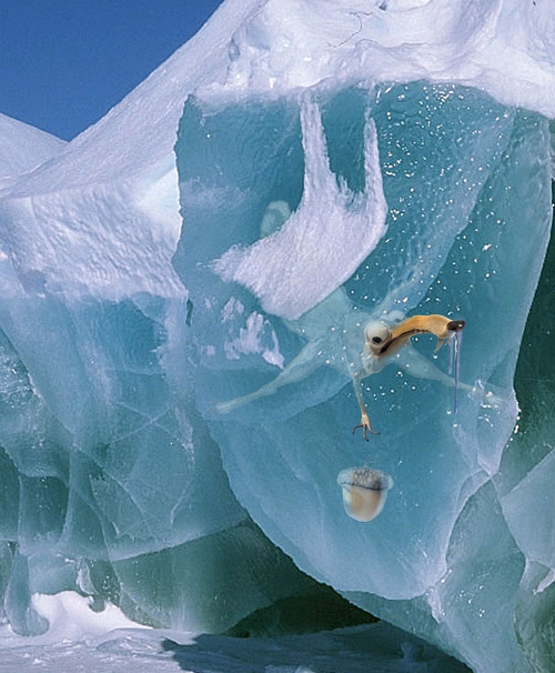 Photoshop Design by elbebeach for DesignCrowd (Community Contests) | Design #8989794