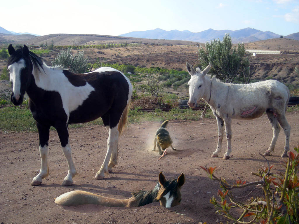 Photoshop Design by galopz for DesignCrowd (Community Contests) | Design #8989882