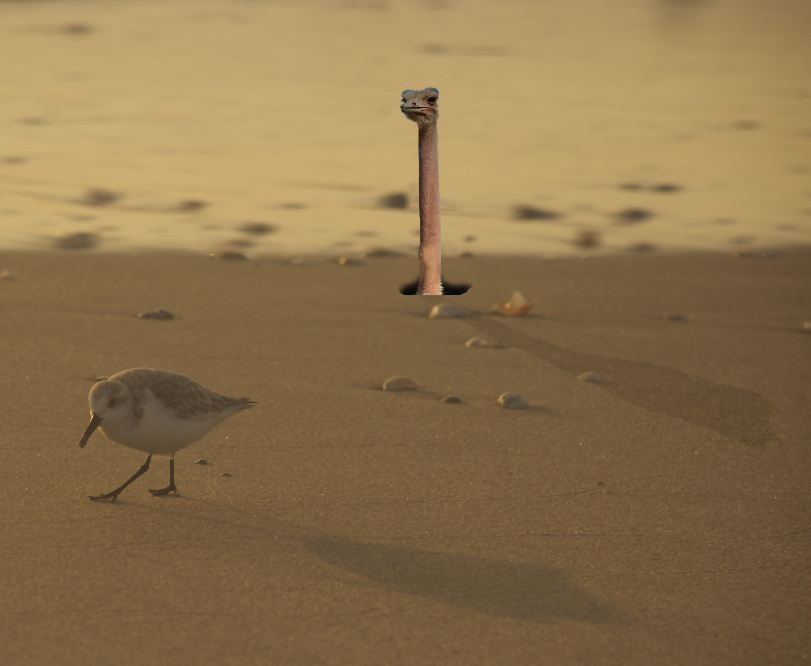 Design Photoshop par jaysin777 pour DesignCrowd (Community Contests) | Design #8989873