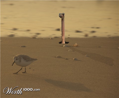 Photoshop Design by jaysin777