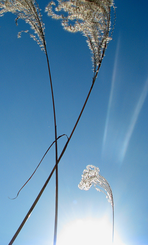 Photographie par Qofcheez pour DesignCrowd (Community Contests) | Design #8988251