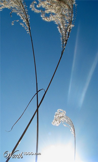 Photography by Qofcheez