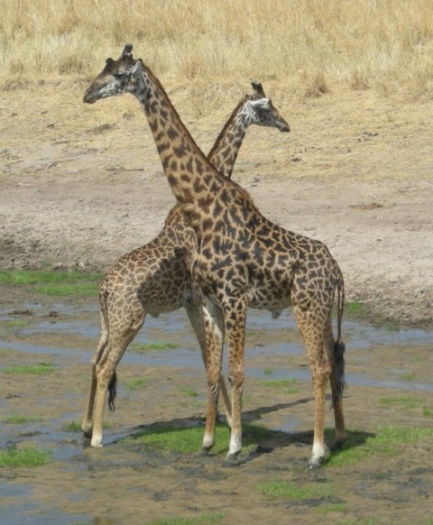 Photographie par Oceanicy pour DesignCrowd (Community Contests) | Design #8988399