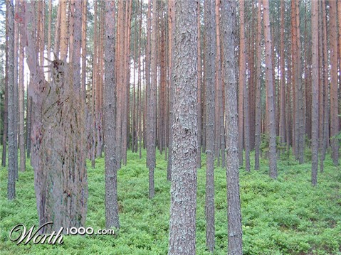 Photoshop Design by PJcub99