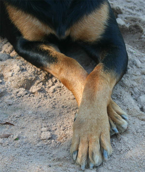 Fotografie von NobleSavage für DesignCrowd (Community Contests) | Design #8988395