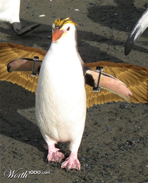 Photoshop Design by ThankCali4Finch
