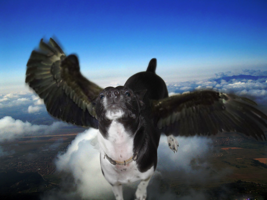 Photoshop Design by mastermindesigns for DesignCrowd (Community Contests) | Design #8988468