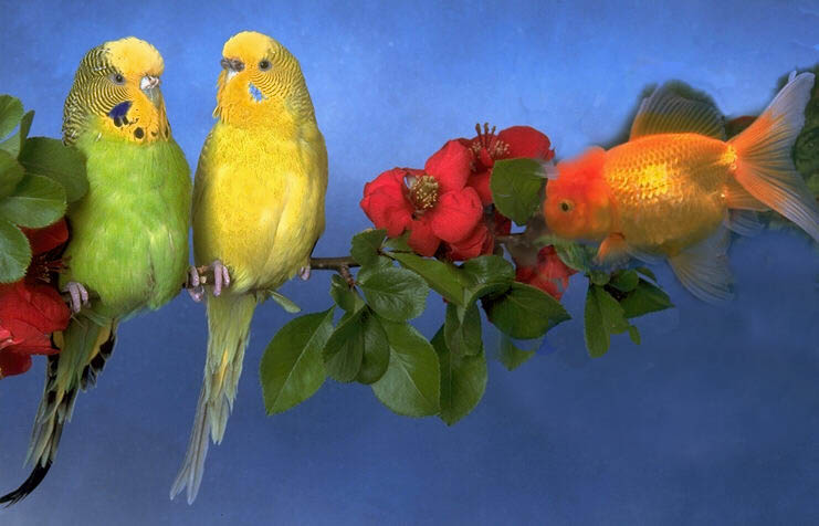 Photoshop Design by raginiroshni for DesignCrowd (Community Contests) | Design #8988504