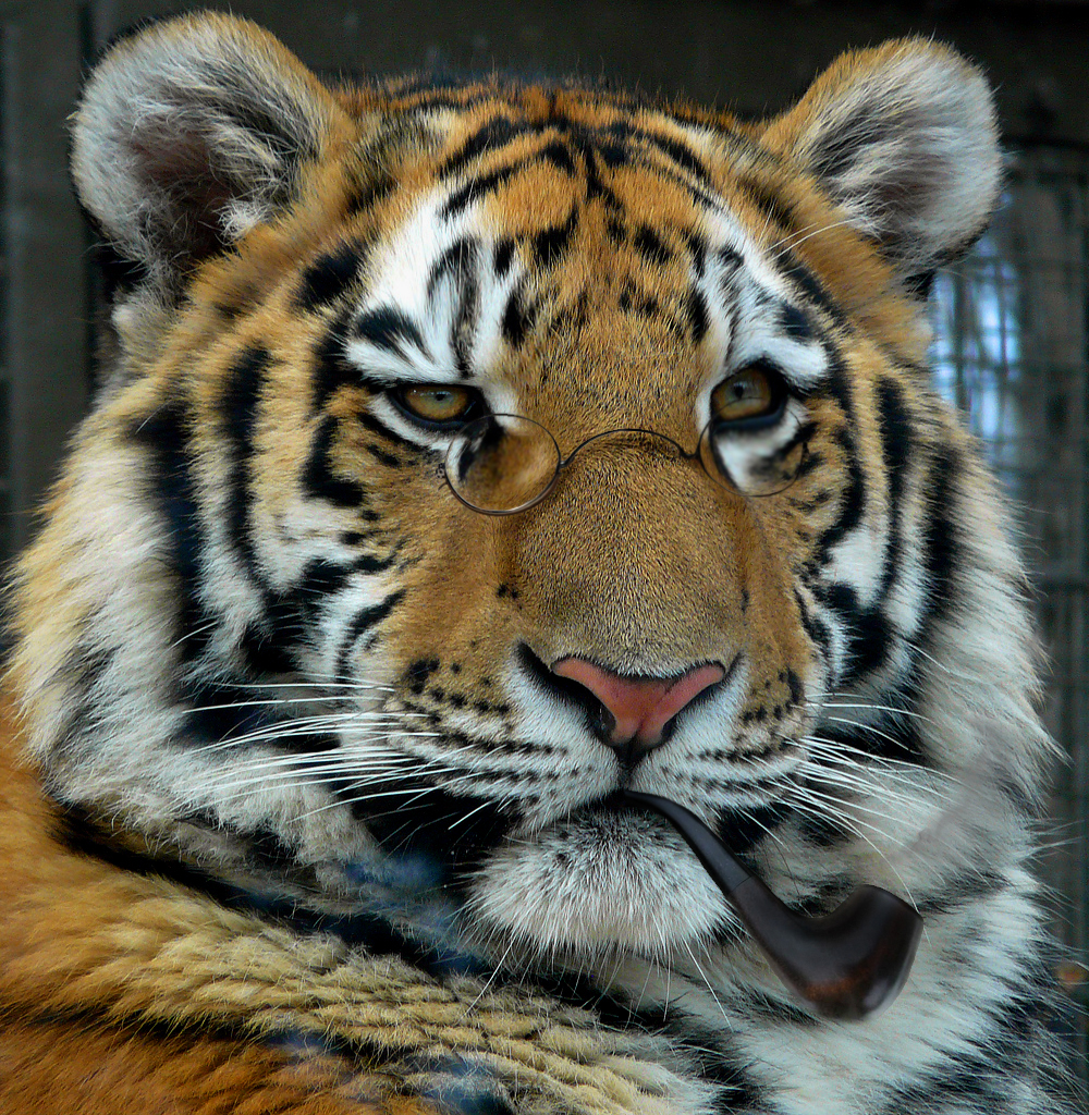 Diseño de Photoshop por Alexisbrujo para DesignCrowd (Community Contests) | Diseño #8988503