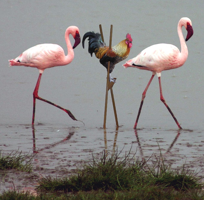 Photoshop Design by MissGator for DesignCrowd (Community Contests) | Design #8988507