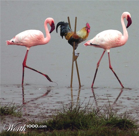 Photoshop Design by MissGator