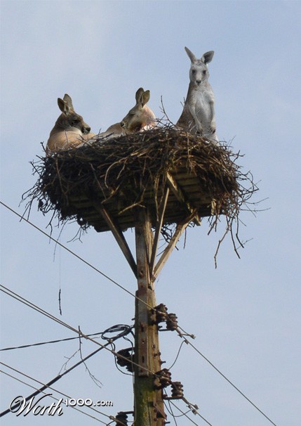 Photoshop Design by machacasaurio