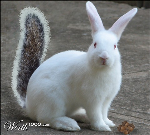 Photoshop Design by anicole27