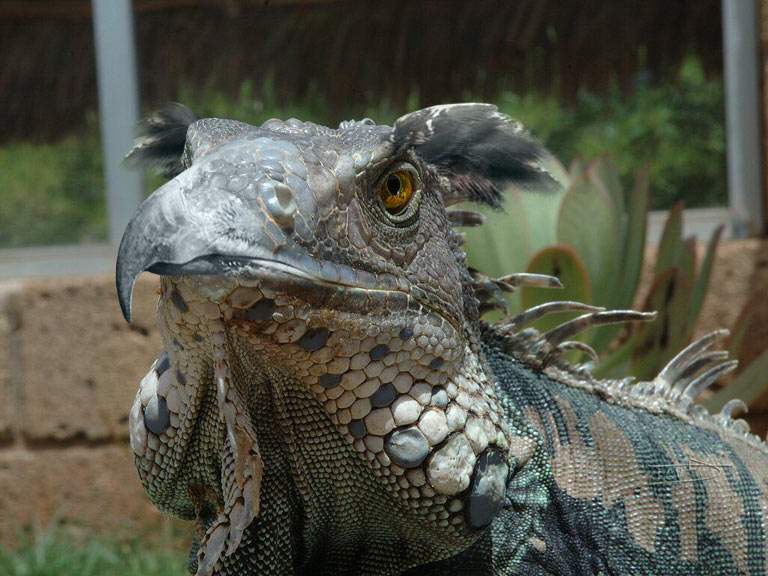 Photoshop Design by MrSlausen for DesignCrowd (Community Contests) | Design #8986196