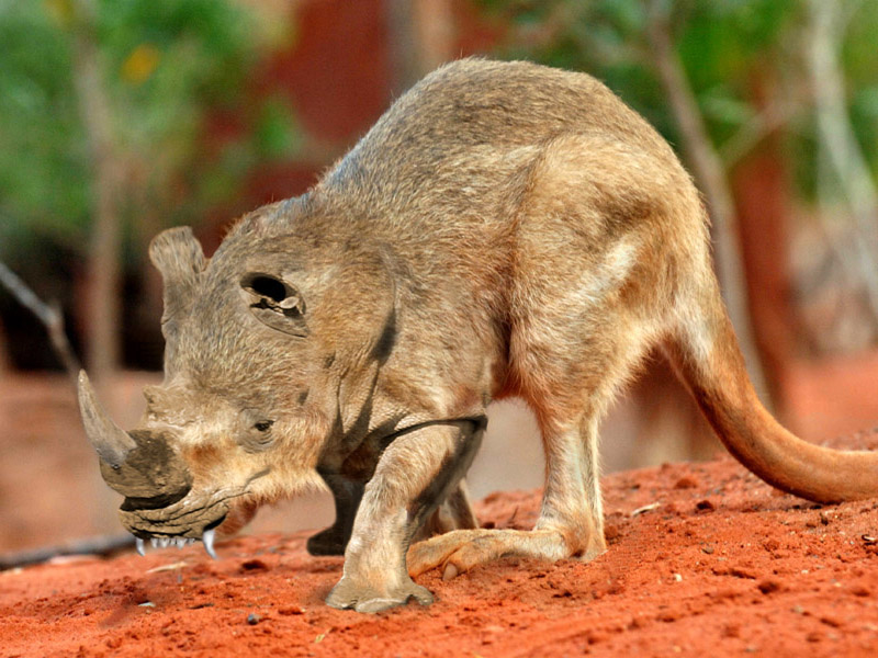 Photoshop Design by tanwal for DesignCrowd (Community Contests) | Design #8991249