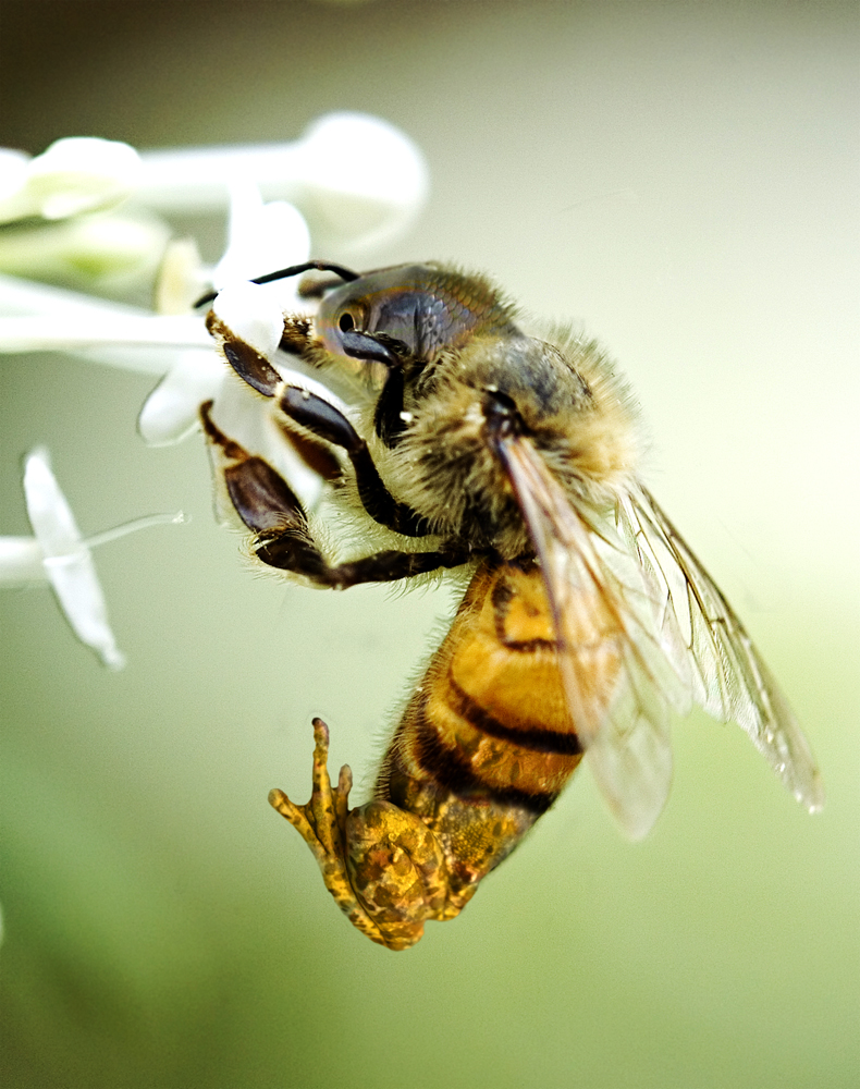 Photoshop Design by kremerb for DesignCrowd (Community Contests) | Design #8986220