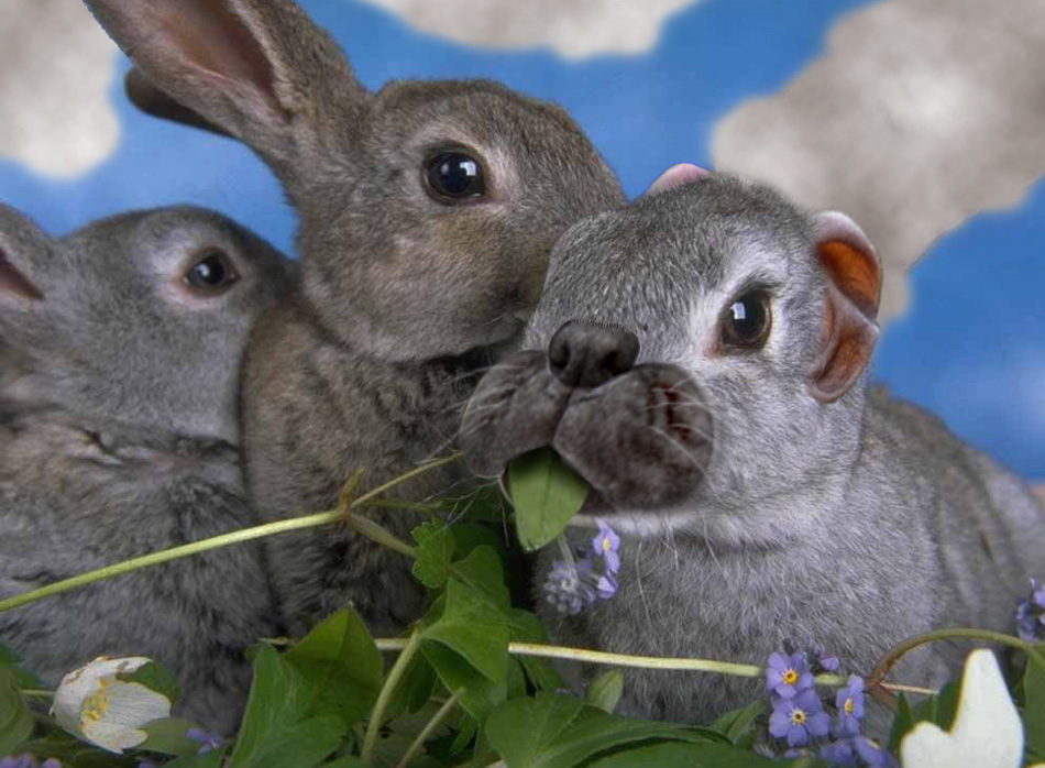 Photoshop Design by SeitNZounde for DesignCrowd (Community Contests) | Design #8986217