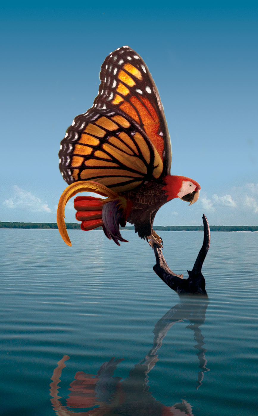 Photoshop Design by IarnaAlba for DesignCrowd (Community Contests) | Design #8986212