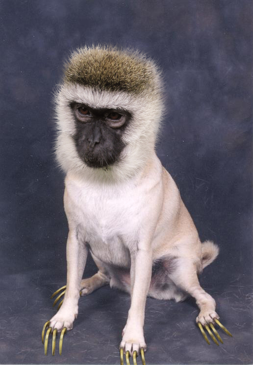 Photoshop Design by sunnythekid for DesignCrowd (Community Contests) | Design #8986215