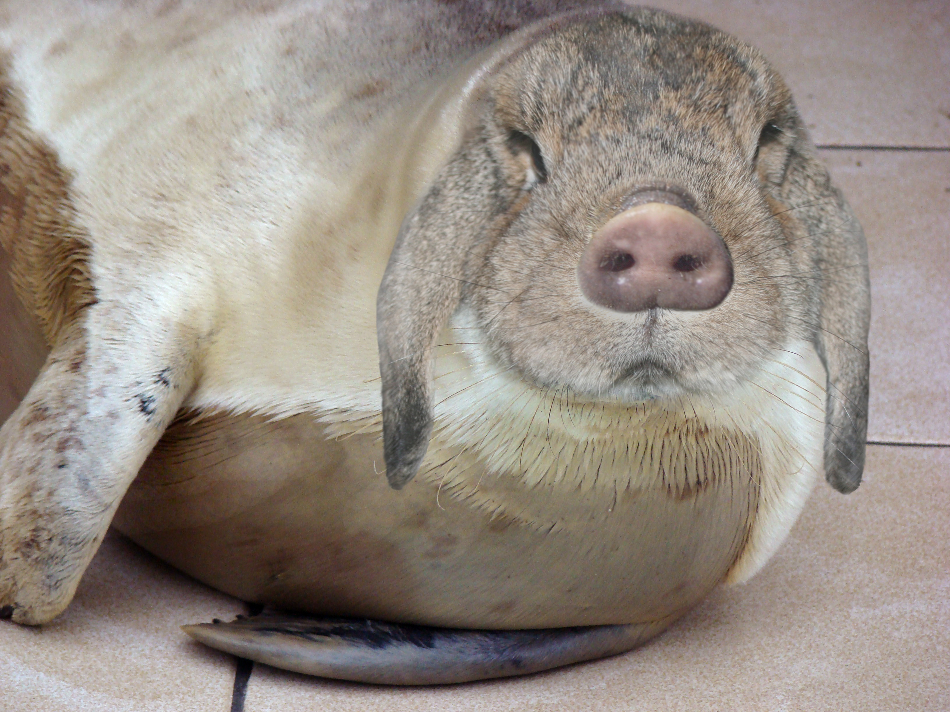 Photoshop Design by wildminou for DesignCrowd (Community Contests) | Design #8986205