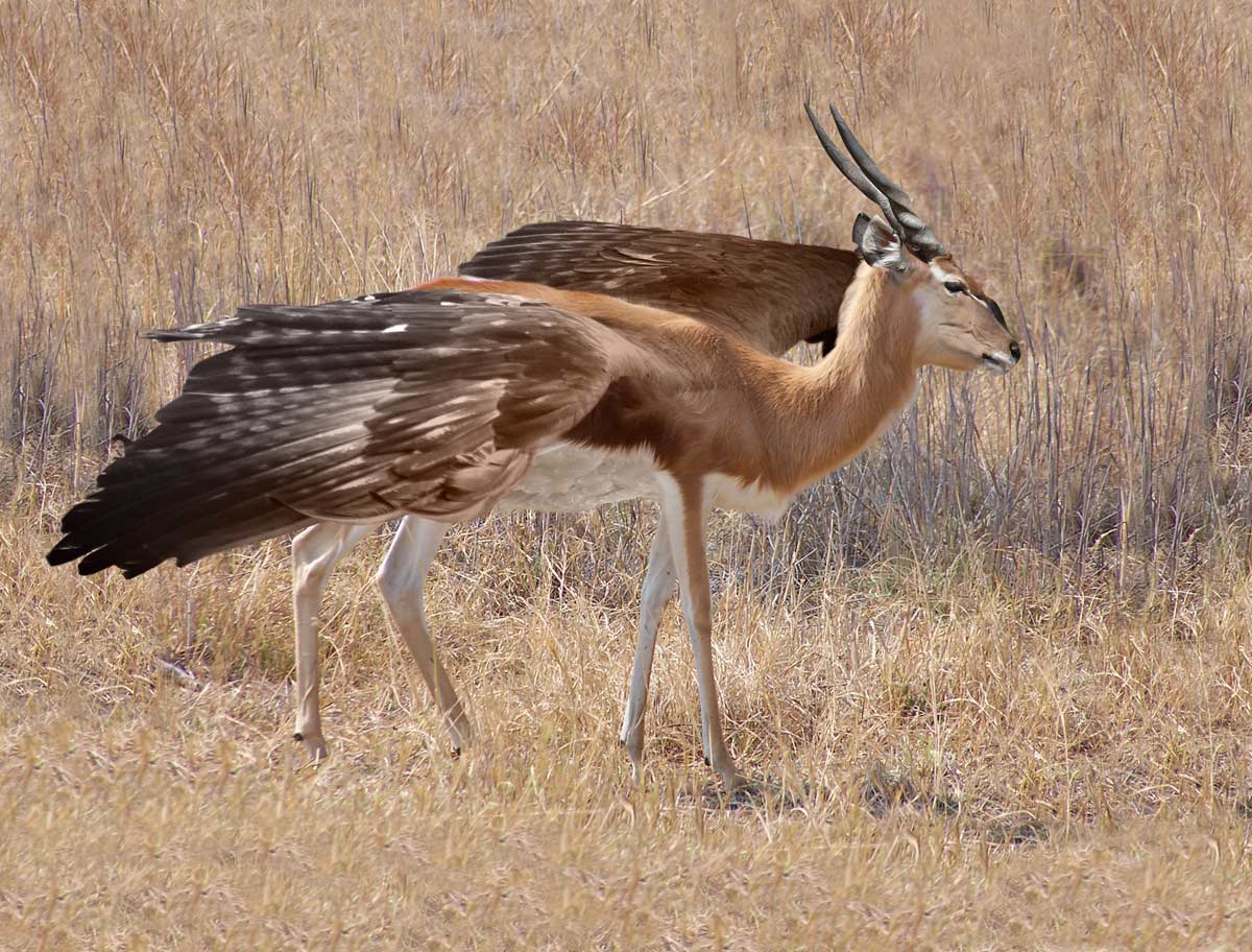 Photoshop Design by nebfronet for DesignCrowd (Community Contests) | Design #8986240