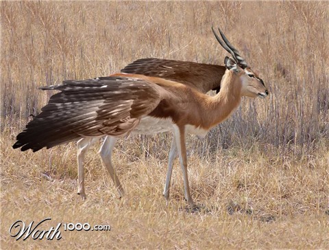 Photoshop Design by nebfronet