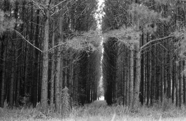 Fotografie von darrinb für DesignCrowd (Community Contests) | Design #8989585