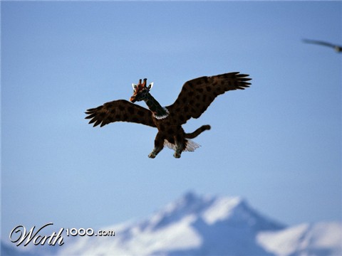 Photoshop Design by subhani