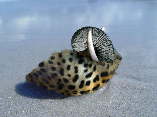 Design Photoshop par Grujah pour DesignCrowd (Community Contests) | Design #8986269