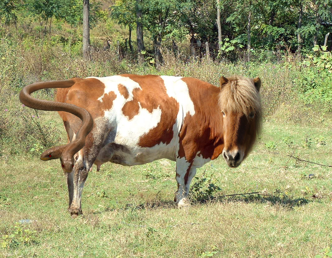 Photoshop Design by ArtOfMusic for DesignCrowd (Community Contests) | Design #8986295