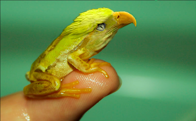 Photoshop Design by rinis13 for DesignCrowd (Community Contests) | Design #8986293