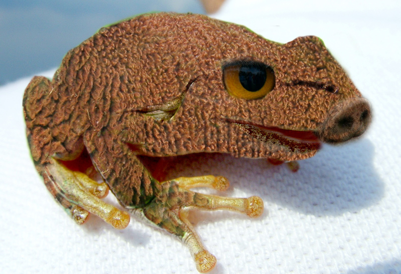 Design Photoshop par sherylphotomagic pour DesignCrowd (Community Contests) | Design #8986278