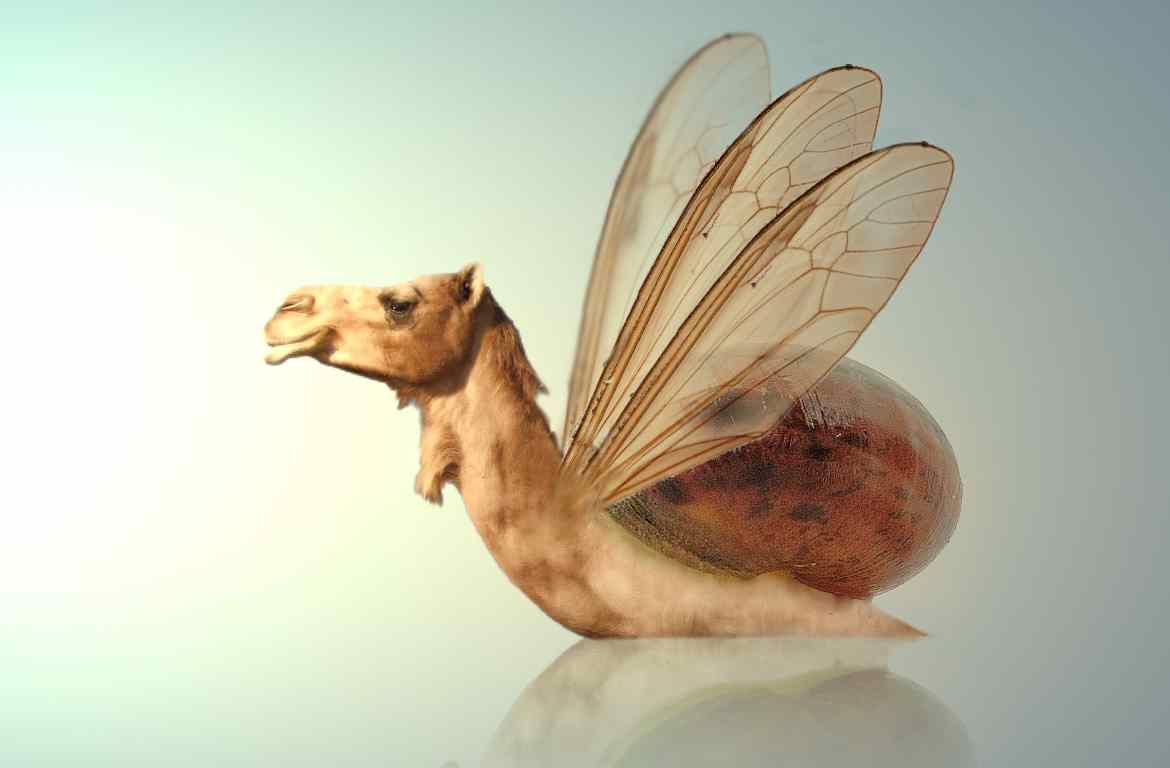 Photoshop Design by liberty2007crusader for DesignCrowd (Community Contests) | Design #8986272