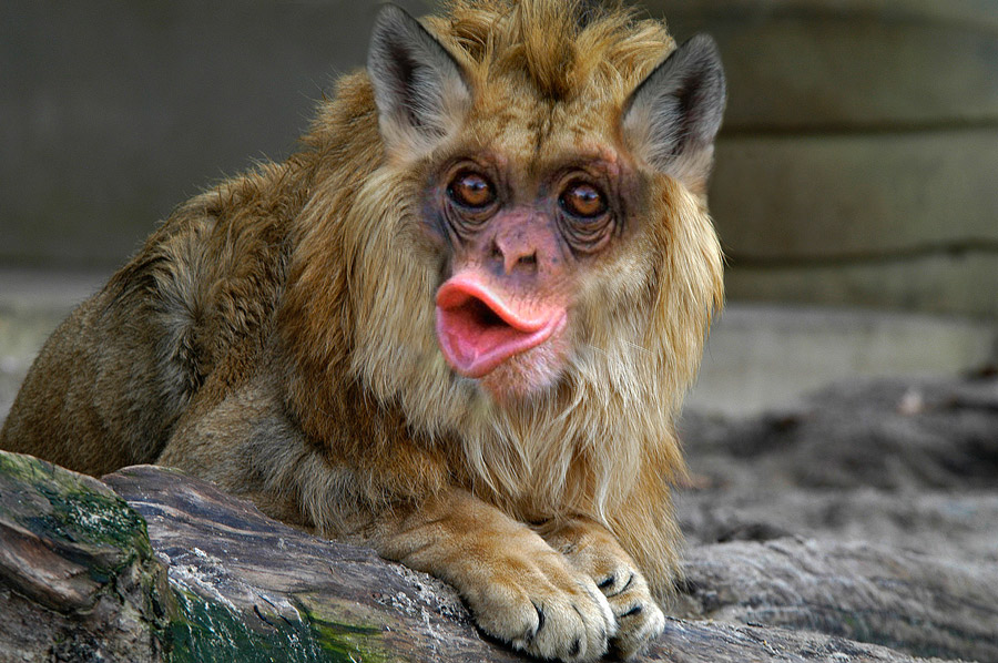 Design Photoshop par YearoftheDragon pour DesignCrowd (Community Contests) | Design #8986282