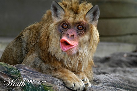 Photoshop Design by YearoftheDragon