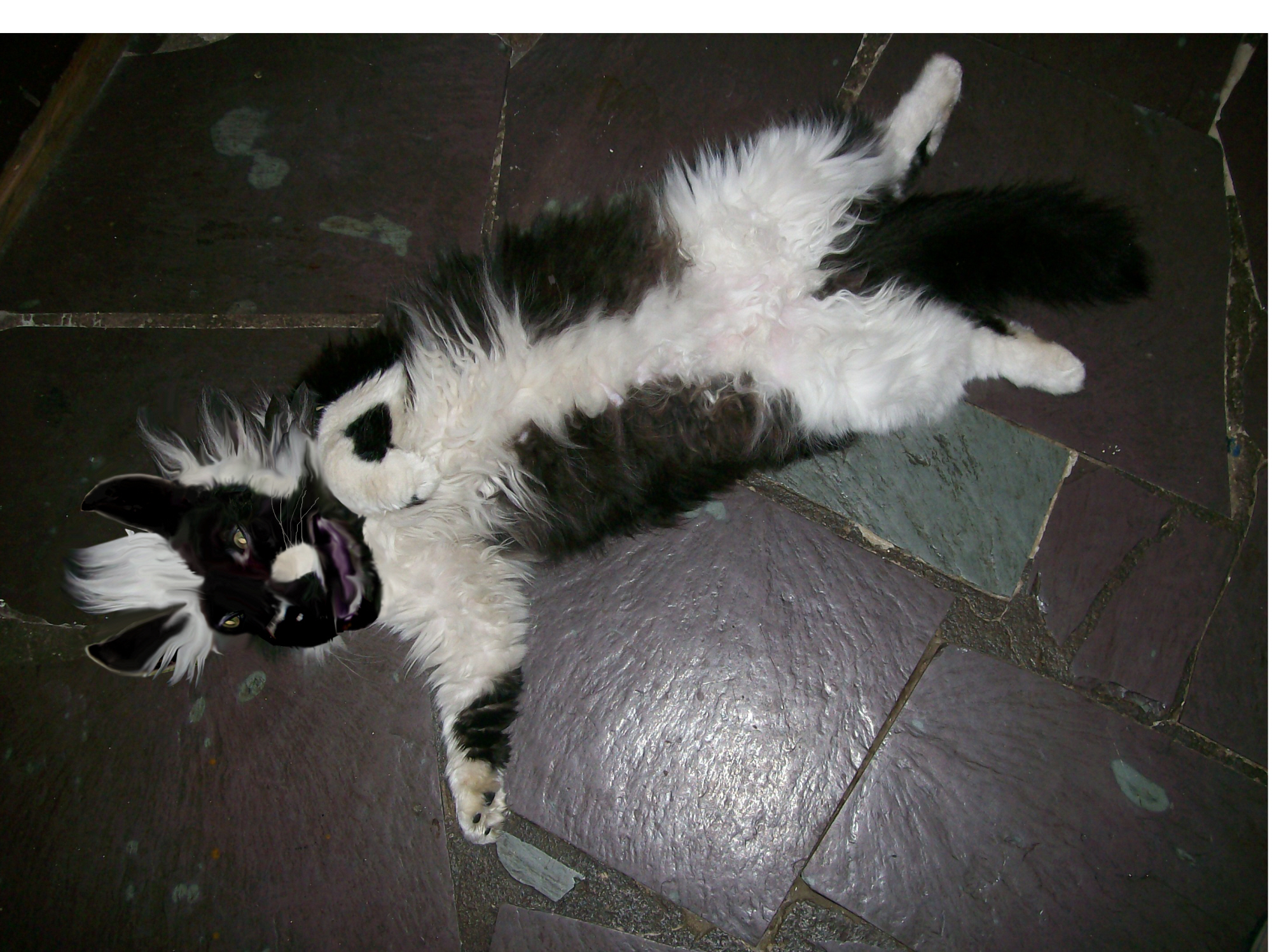 Photoshop Design by kathiess for DesignCrowd (Community Contests) | Design #8986289