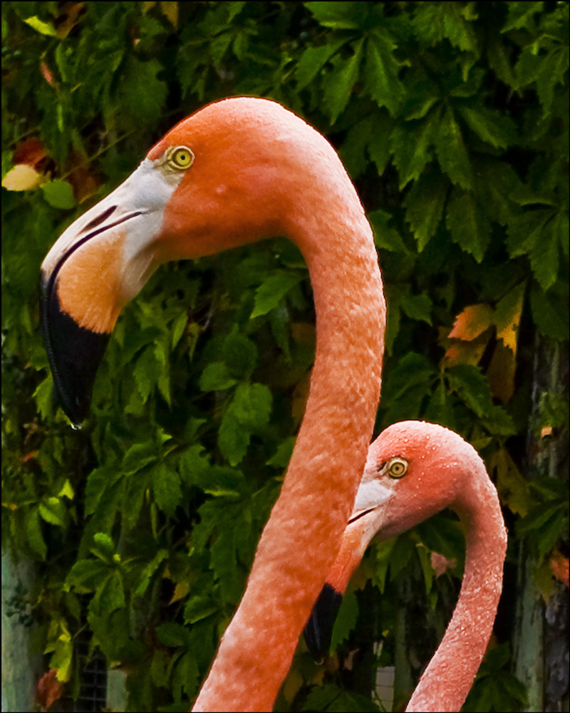 Photography by GoldenWreckedAngle for DesignCrowd (Community Contests) | Design #8983164